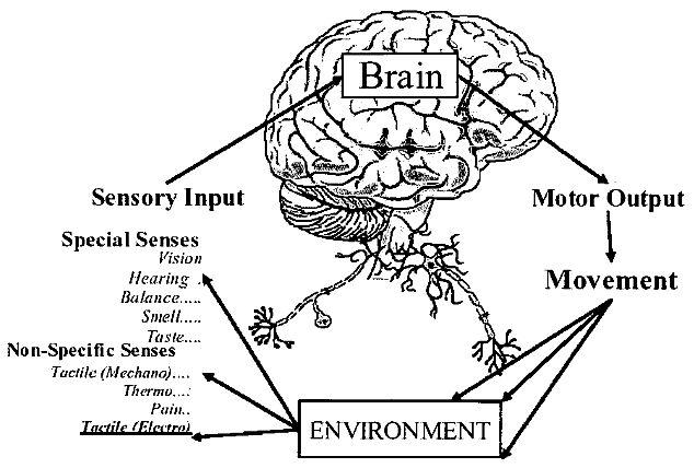 黑科技幫助盲人重新“看見”世界---Brainport專利分析