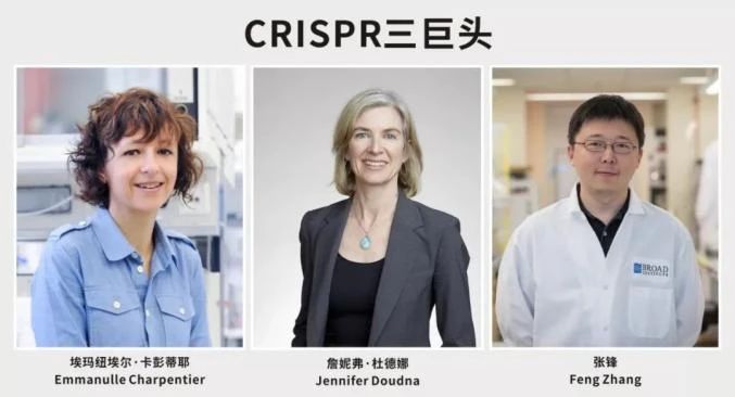 張鋒贏得專利、憾失諾獎，細數(shù)CRISPR基因編輯三巨頭之間的愛恨情仇