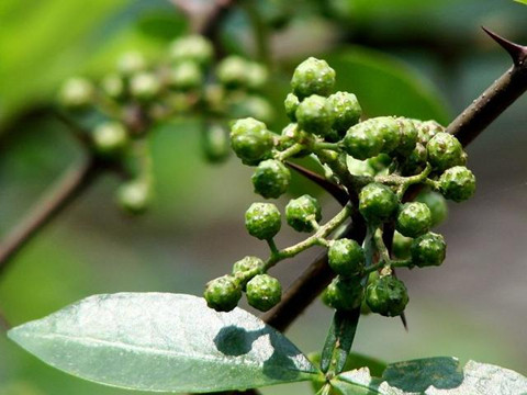 “青花椒”注冊在餐飲服務(wù)上究竟缺顯嗎？